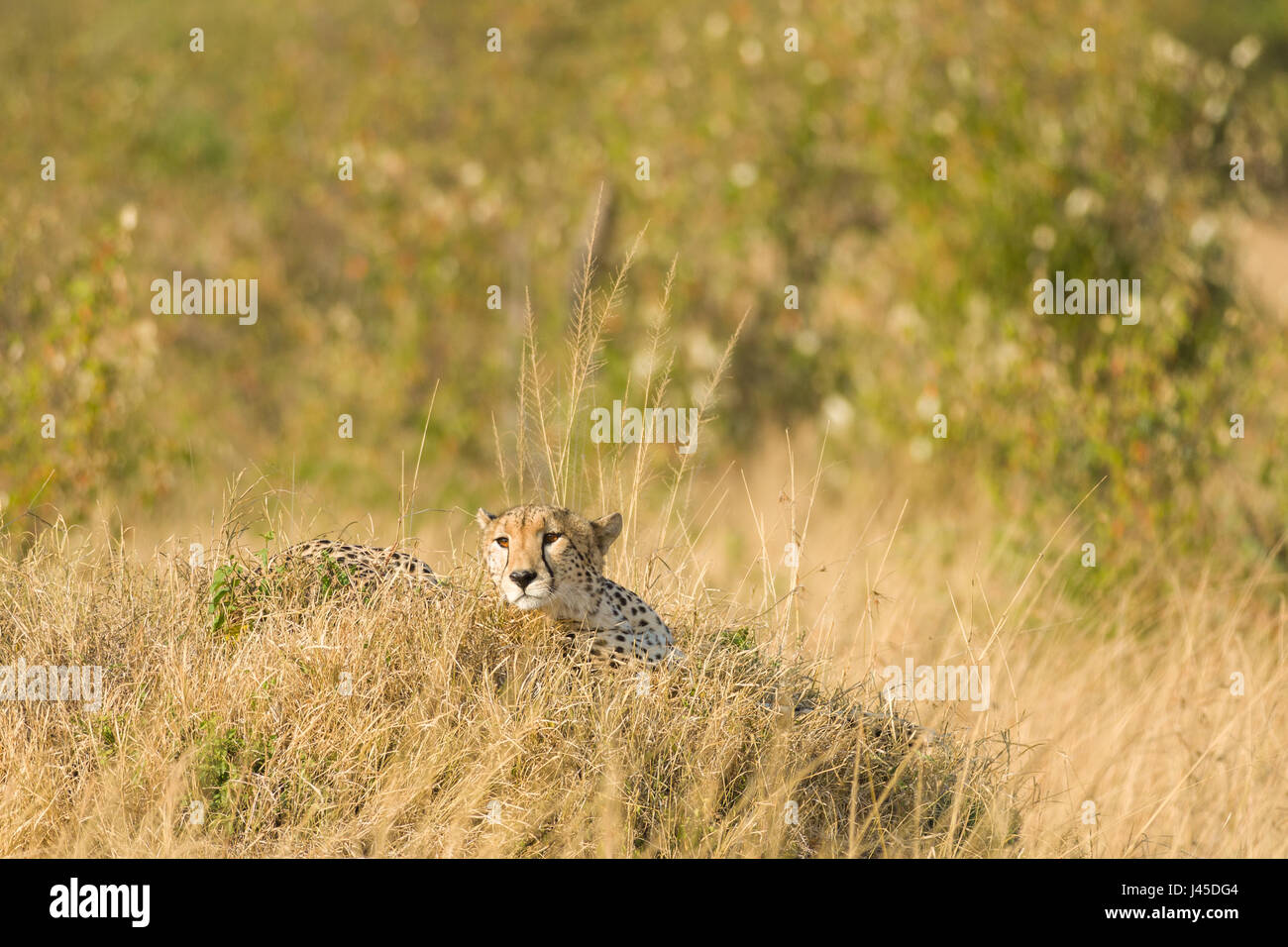 Cheetah (Acinonyx jubatus) Resting on Mound, Maasai Mara, Kenya Stock Photo
