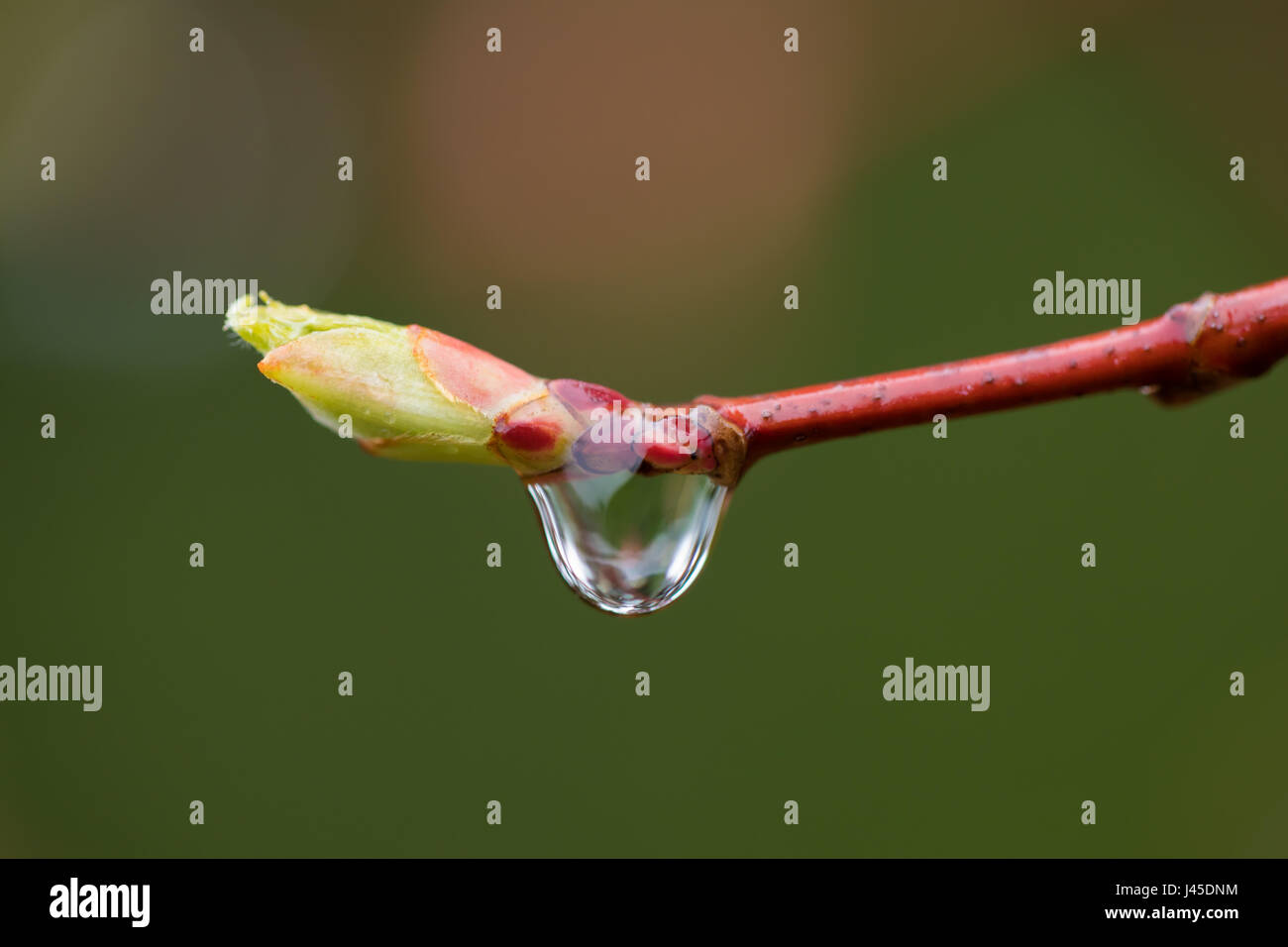 Raindrop on a Maple tree bud Stock Photo