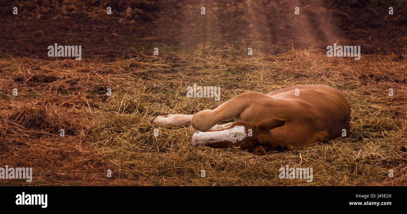 Foal laying down, is filled with light from above. It is a meaningful sight to behold. Stock Photo