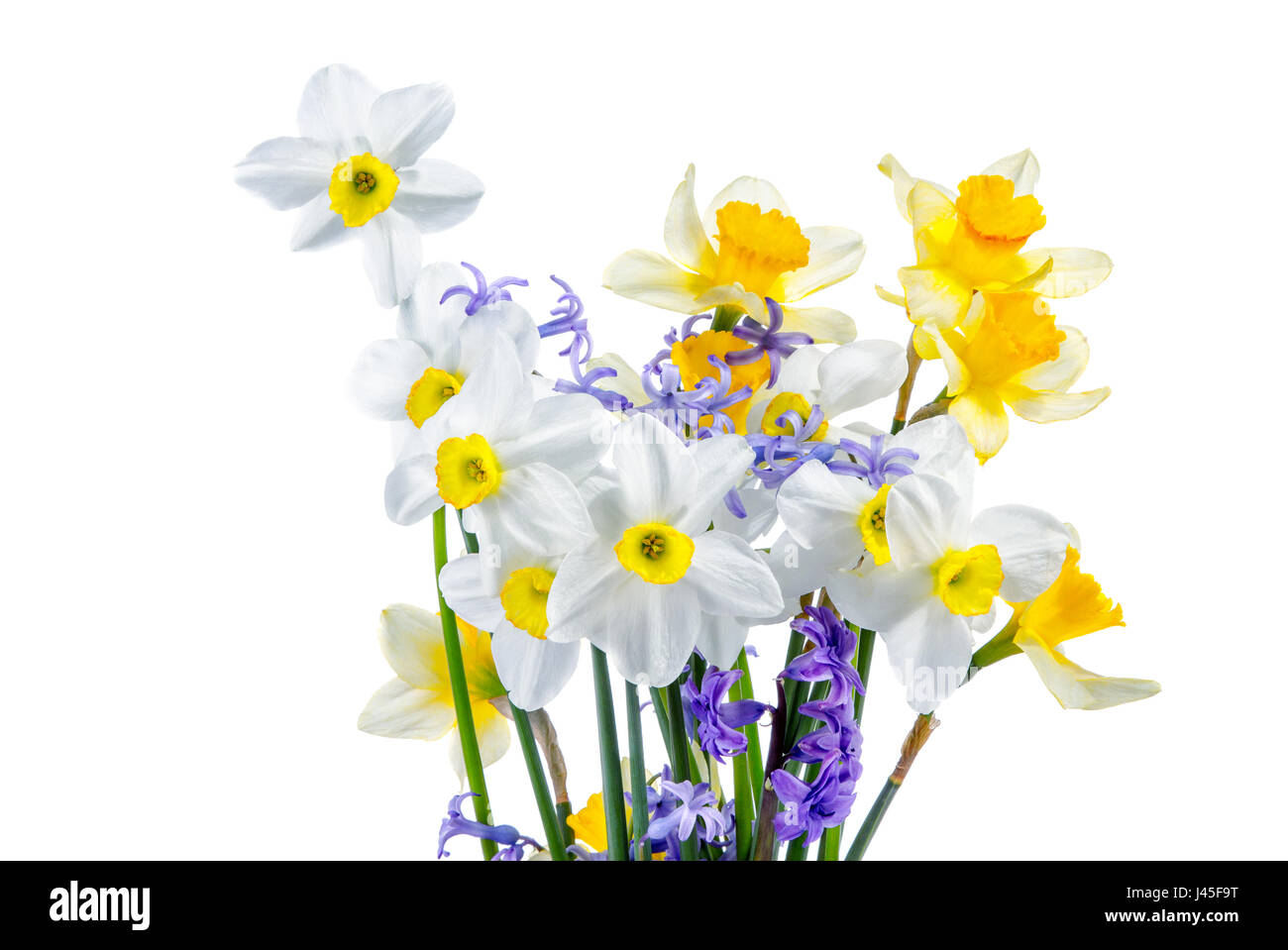 Image bouquet of daffodils on a white background Stock Photo - Alamy