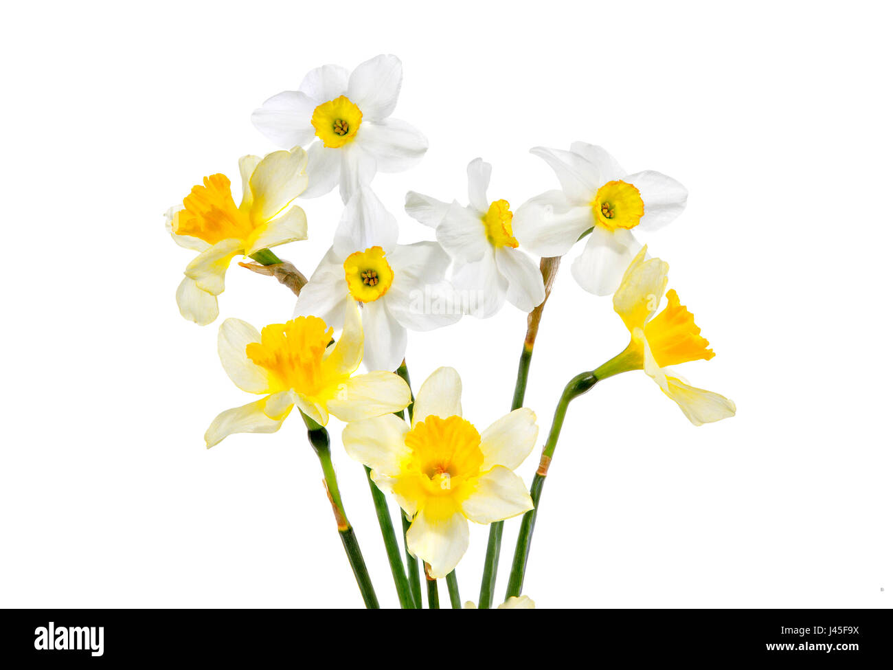 Image bouquet of daffodils on a white background Stock Photo - Alamy