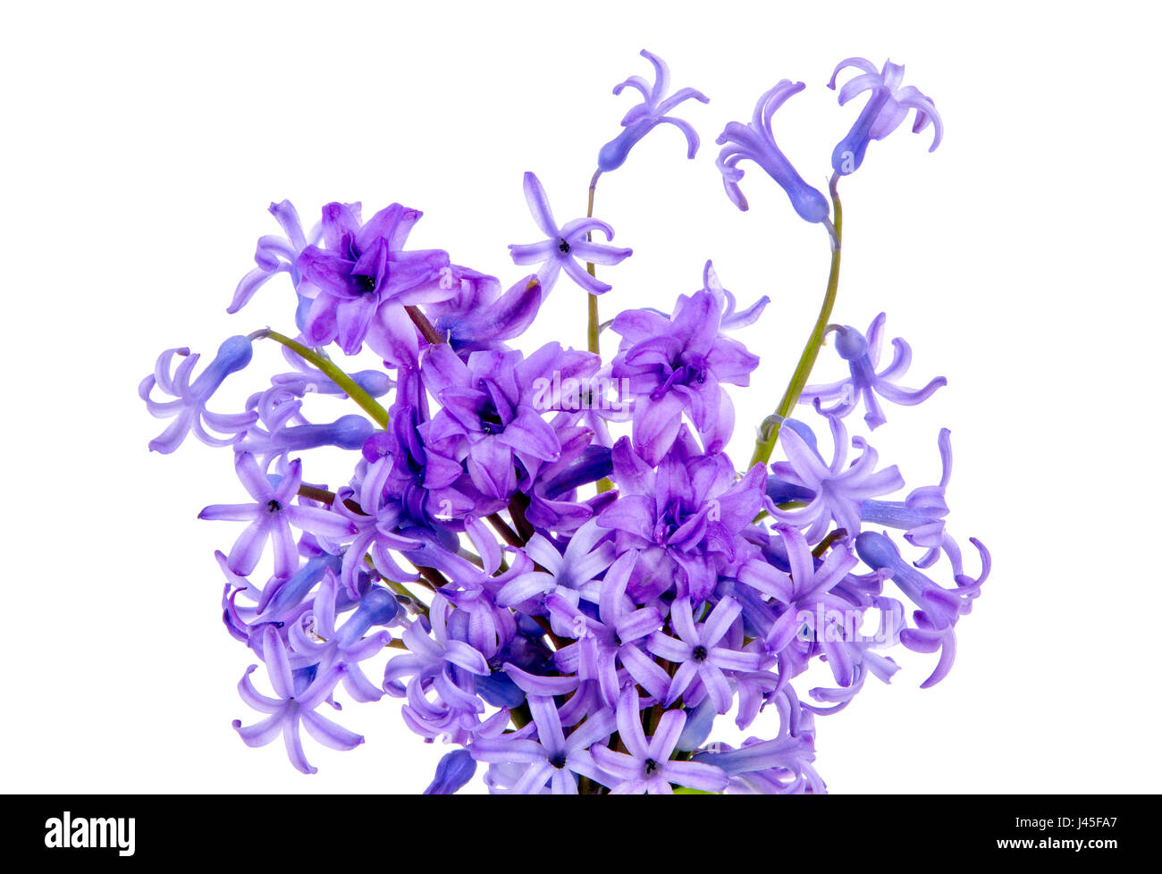 Image isolated on white background bouquet of blue flowers and purple