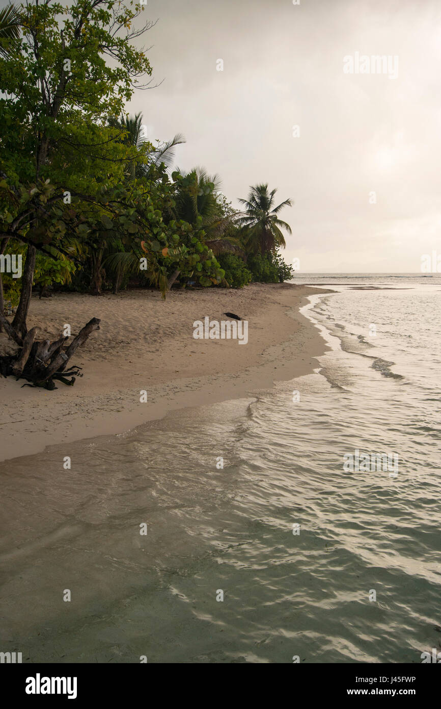 The Coco Brown Small Island main image 1