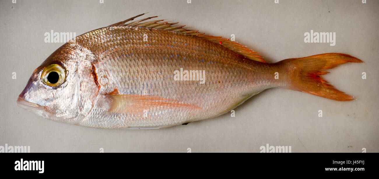 Vedrørende Den anden dag Anden klasse Common pandora fish Stock Photo - Alamy