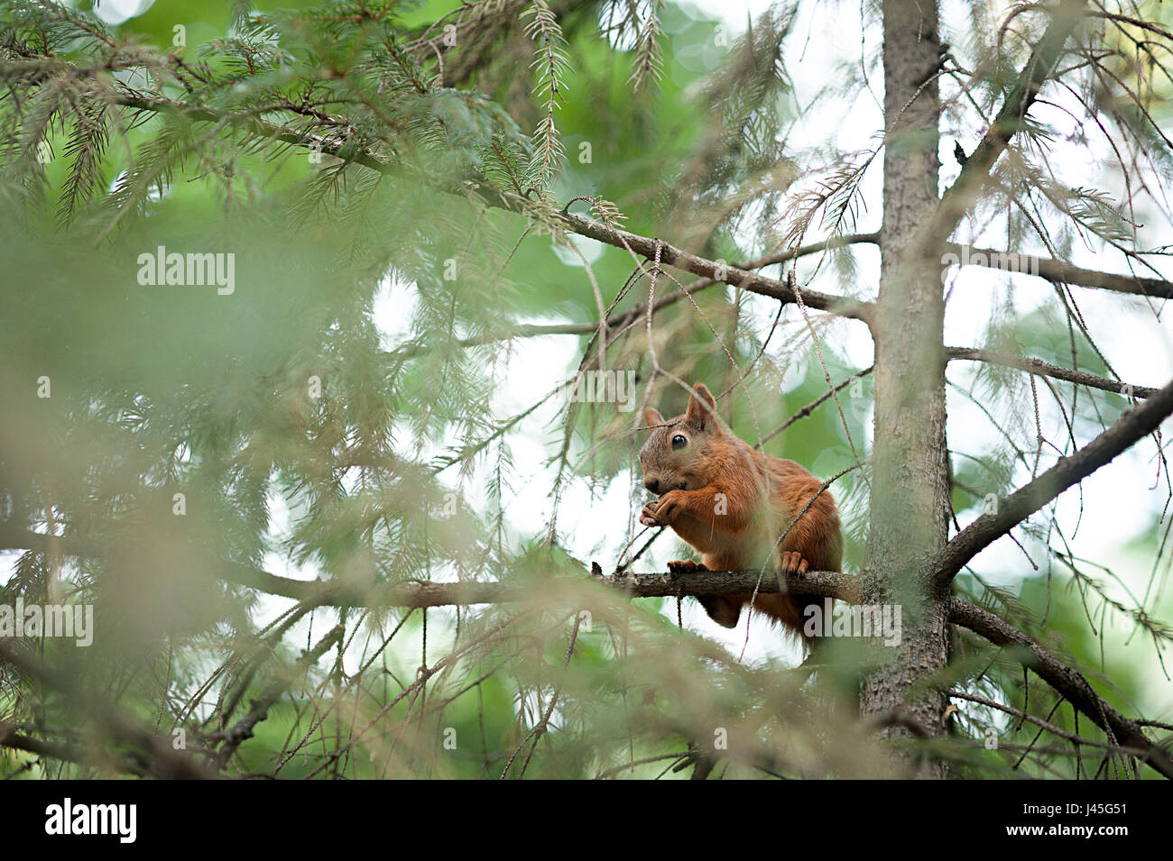 Squirrel red fur funny pets autumn forest on background wild nature animal thematic Sciurus vulgaris rodent Stock Photo