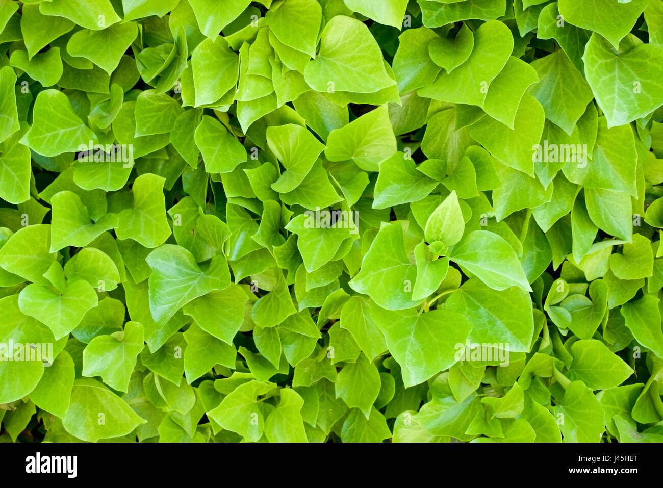Ivy background at high resolution Stock Photo Alamy