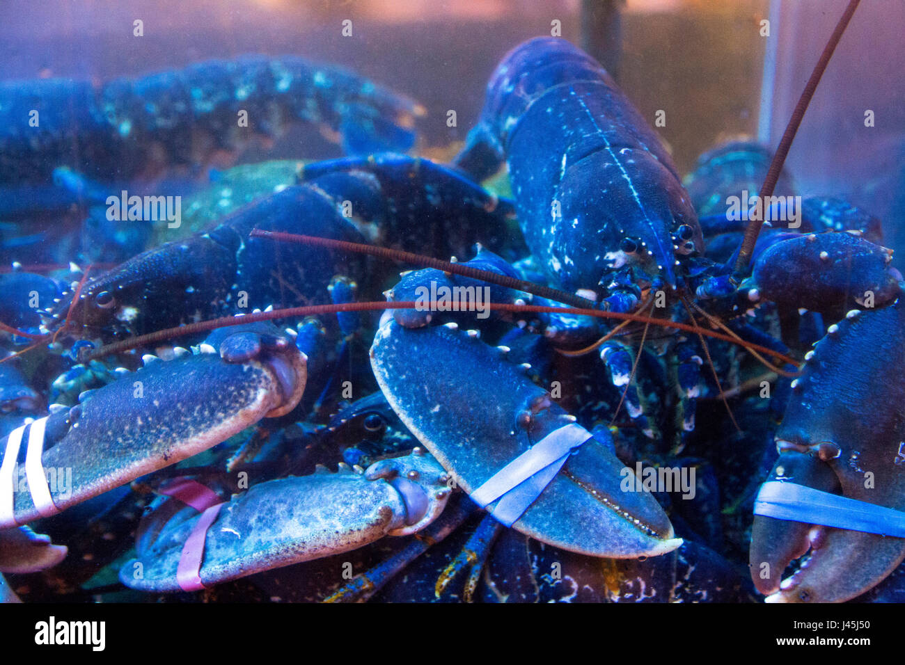 Blue lobsters in a tank at a restaurant Stock Photo