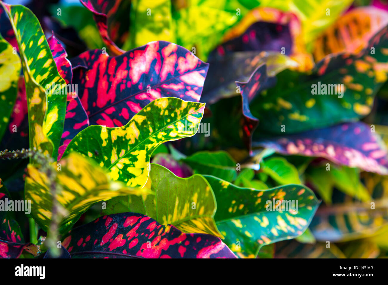 Garden croton plant leaves background Stock Photo