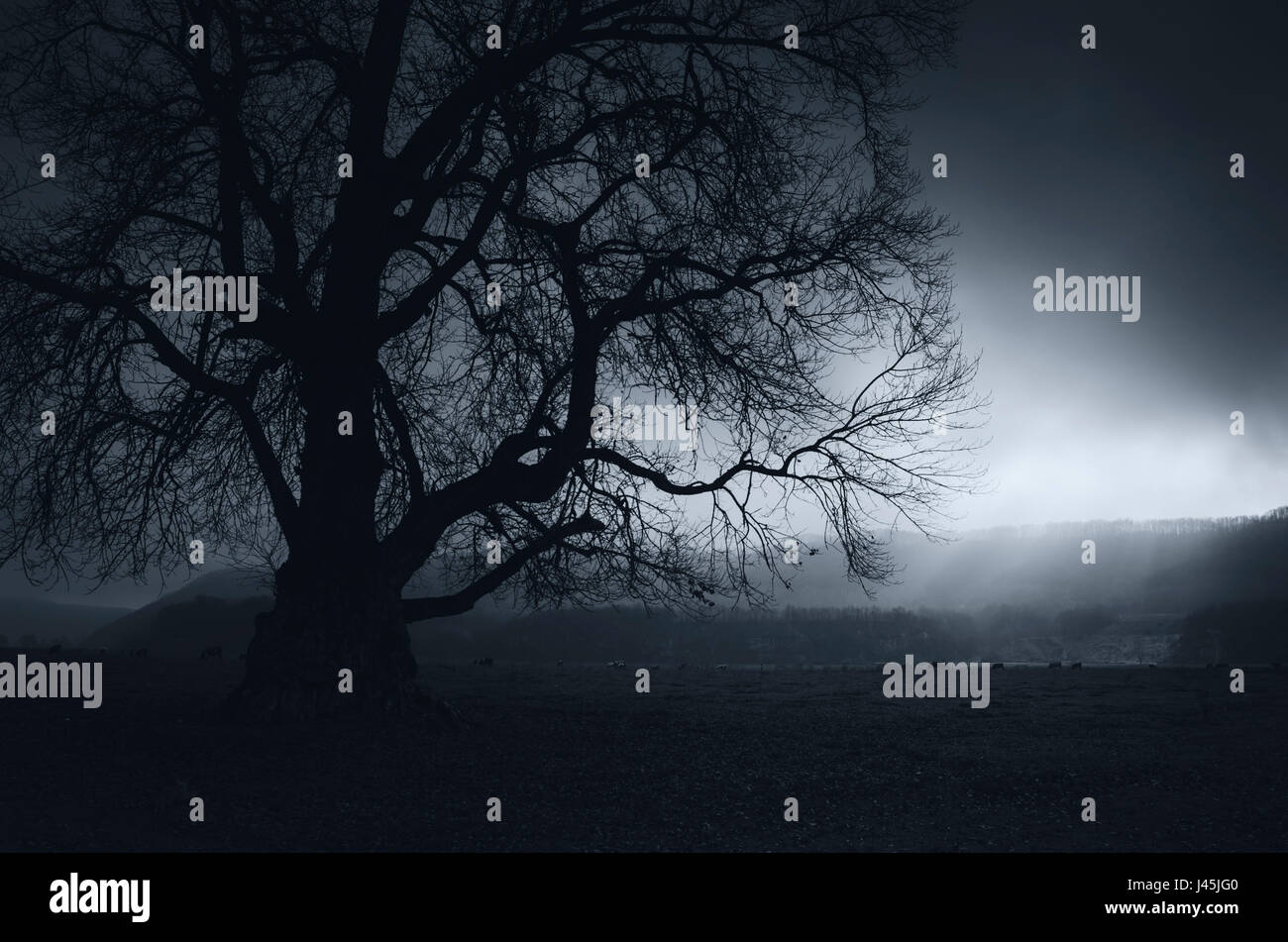 Dark landscape with old tree silhouette Stock Photo
