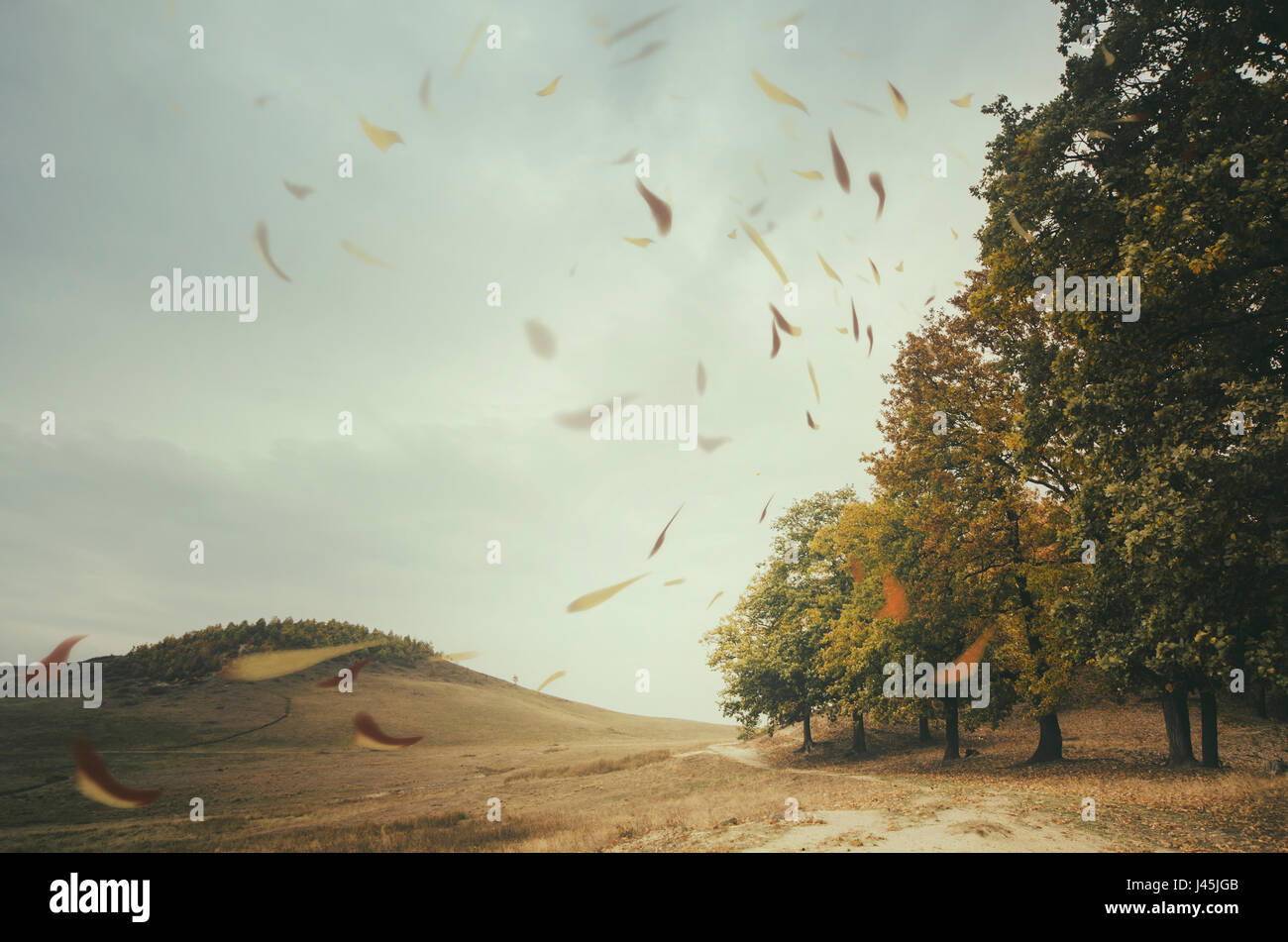 autumn landscape with leaves floating in the wind at the edge of forest Stock Photo