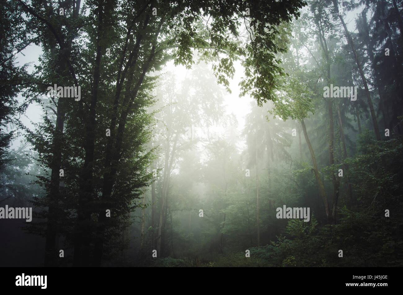 Foggy forest background Stock Photo - Alamy