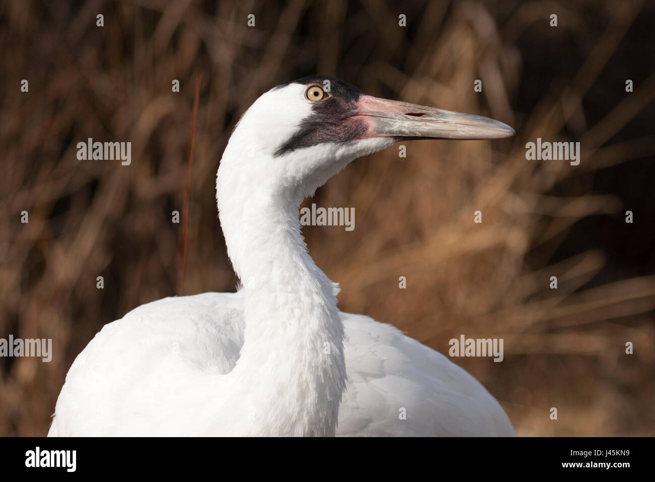 Whooping crane (Grus americana) in the Canadian Wilds exhibit at the Calgary zoo, part of their endangered species breeding program Stock Photo