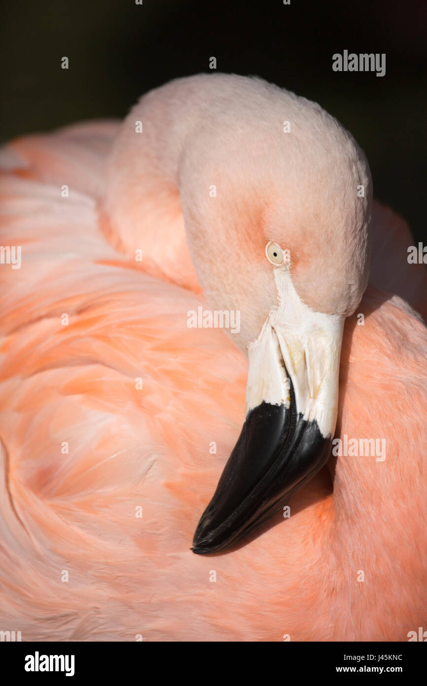 Chilean flamingo face closeup (Phoenicopterus chilensis) Stock Photo