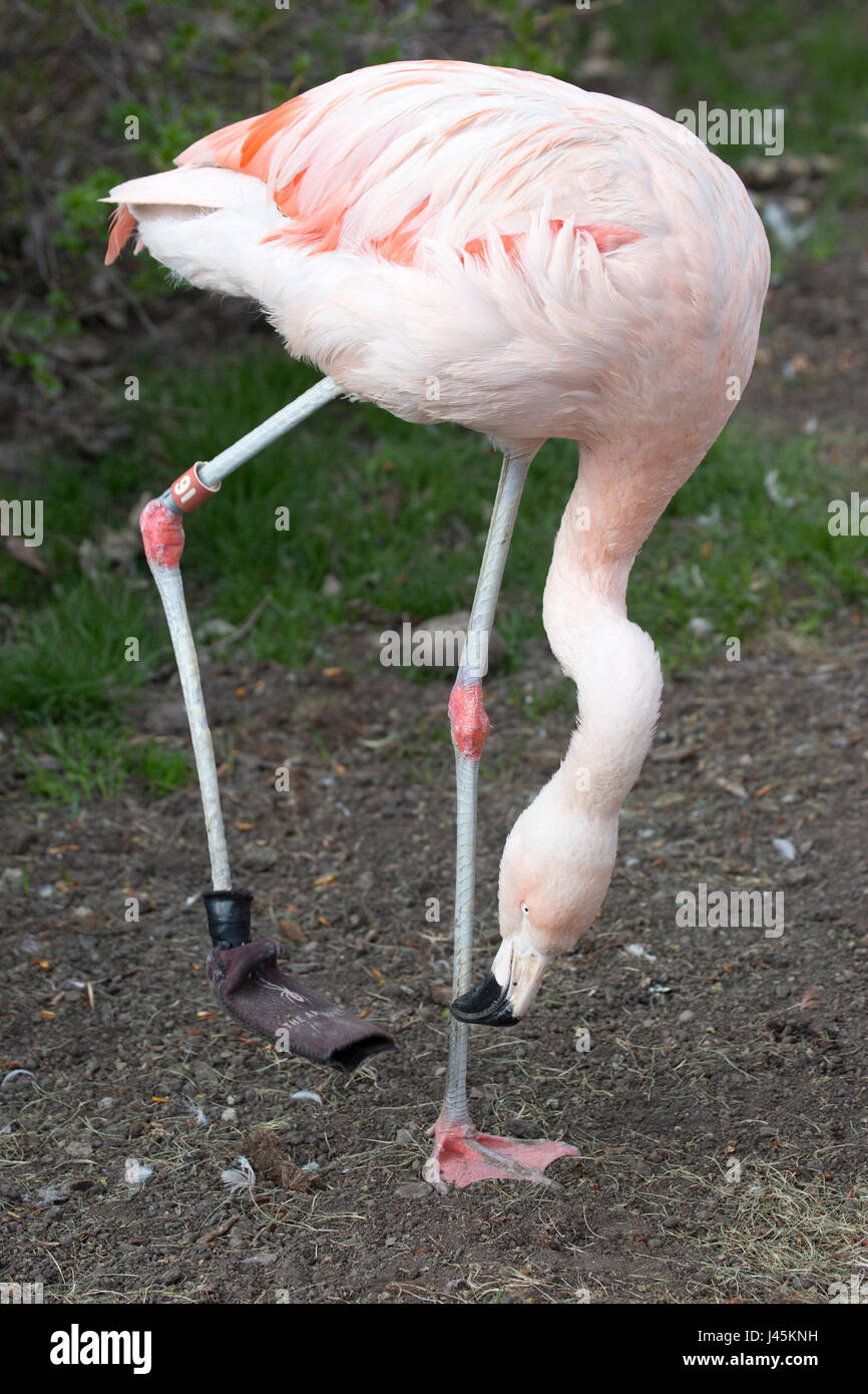 Chilean flamingo (Phoenicopterus chilensis) looking at a foot covering used as a bandage to help recovery from an injury Stock Photo