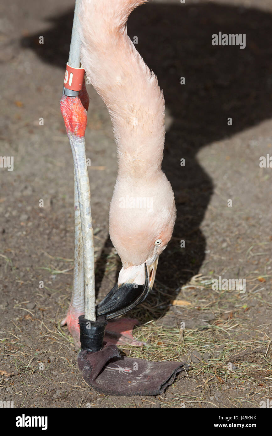 Chilean flamingo (Phoenicopterus chilensis) trying to remove a foot covering used as a bandage to help recovery from an injury Stock Photo