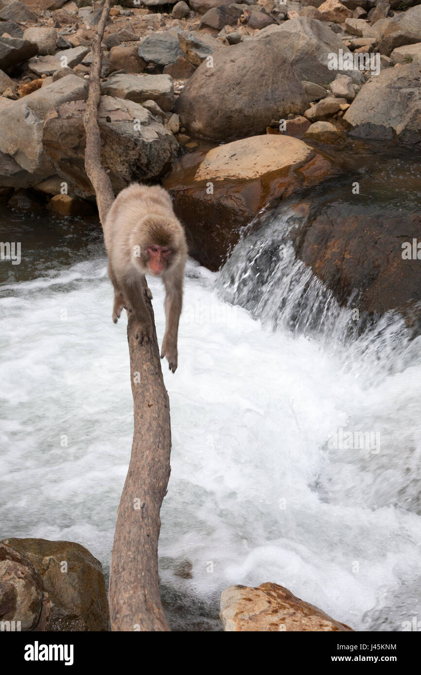 Monkey bridge hi-res stock photography and images - Alamy