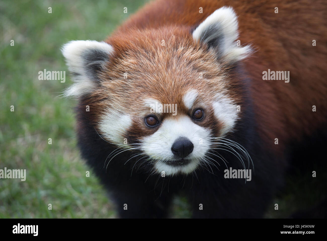 Red Panda Face Ailurus Fulgens Stock Photo Alamy