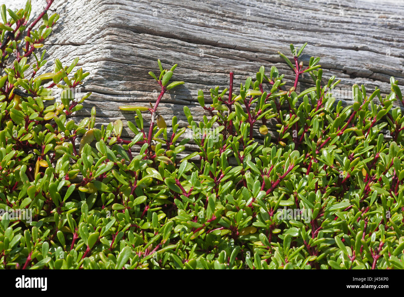 Shoreline purslane (Sesuvium portulacastrum) growing up the side of a driftwood log on a Pacific island Stock Photo
