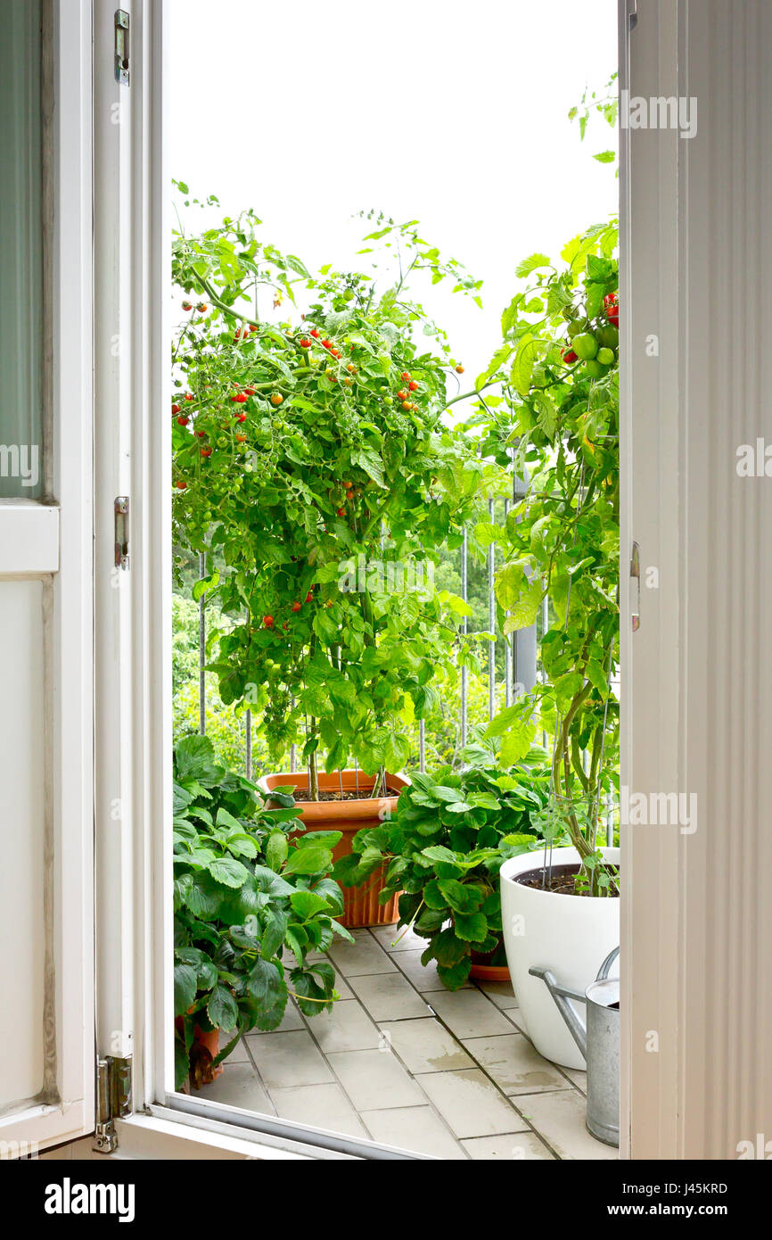 View through an open balcony door on tomato and strawberry plants in pots, copy space Stock Photo