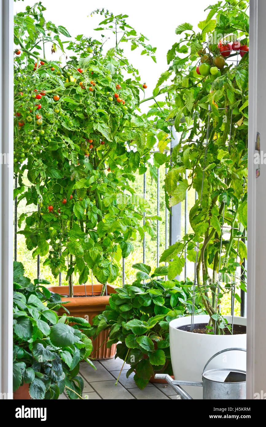 Tomato plants with ripe tomatoes and strawberry plants in big pots on a city balcony Stock Photo