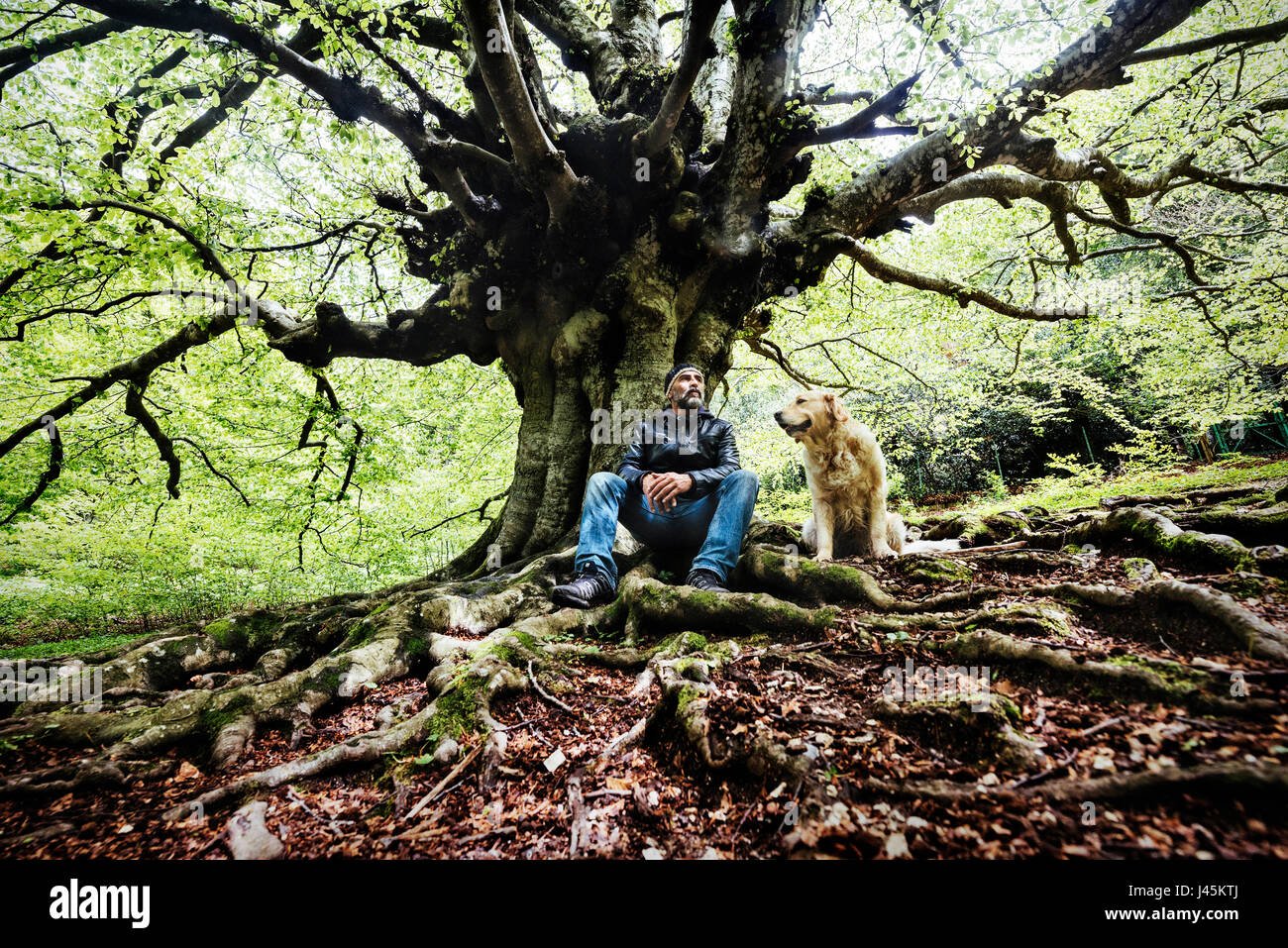 40-45 Years adult man sitting on a root of a beech-tree together with a Golden-Retriever dog in a peaceful landscape. Stock Photo