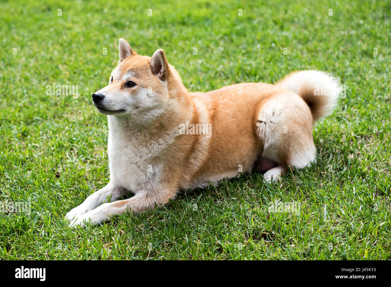 Shiba Inu yellow dog laying on the grass of fresh cut lawn and looking up Stock Photo