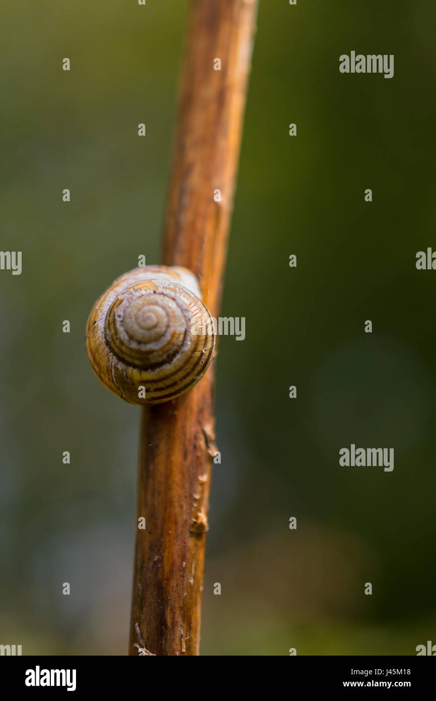 Banded Snail Stock Photo Alamy