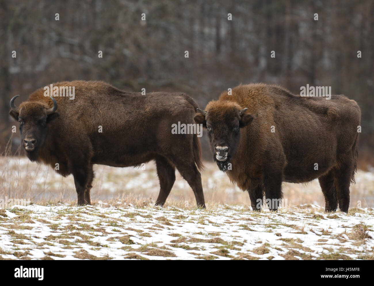 European bison (Bison bonasus) Stock Photo