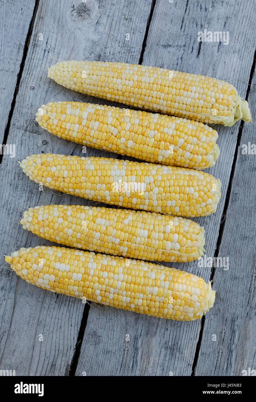 Freshly picked bicolor sweet corn on a wooden background. Stock Photo