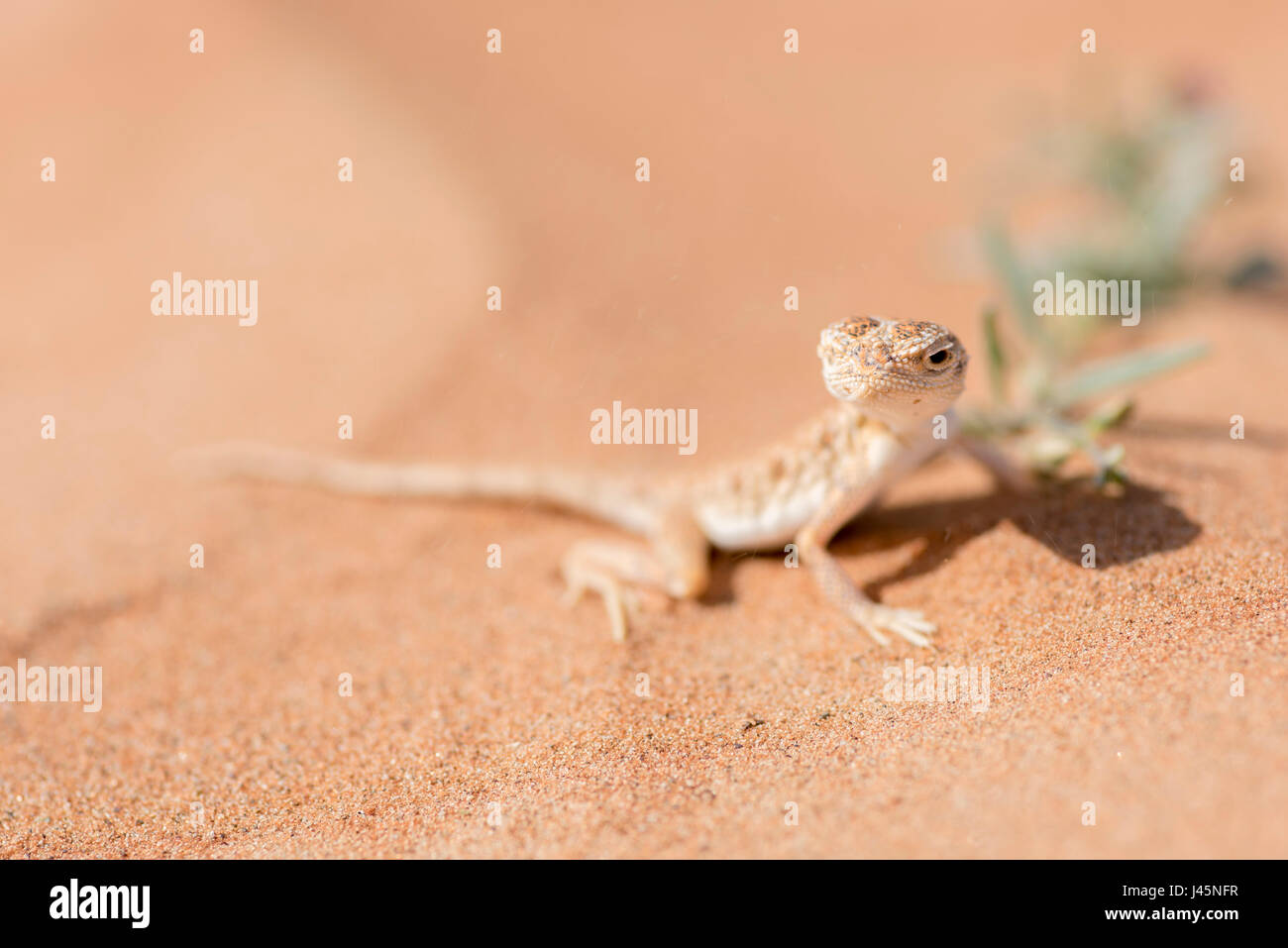 The Arabian toad-headed agama (Phrynocephalus arabicus) is a member of the Agamidae family, also known as the chisel-teeth lizards due to the compress Stock Photo
