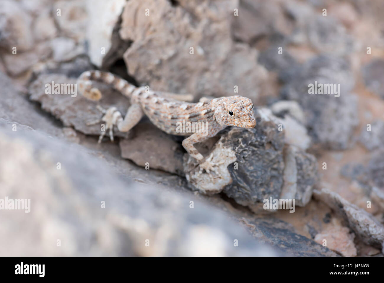 Rock semaphore gecko on a rock, found in Ras Hadd, Sultanate of Oman, wildlife observation, reptile species Stock Photo