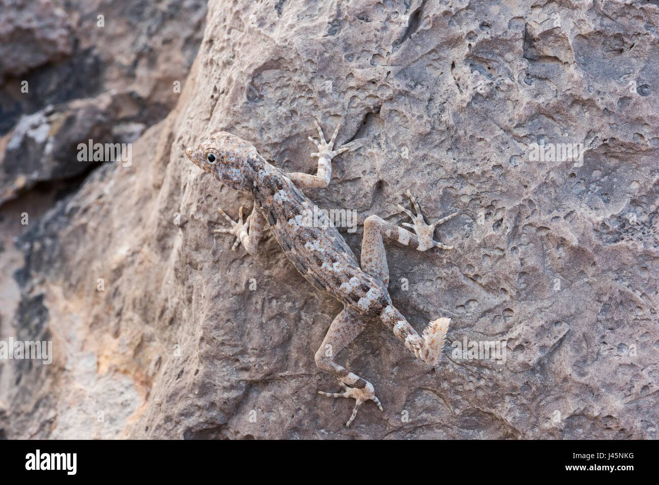 Rock semaphore gecko on a rock, found in Ras Hadd, Sultanate of Oman, wildlife observation, reptile species Stock Photo