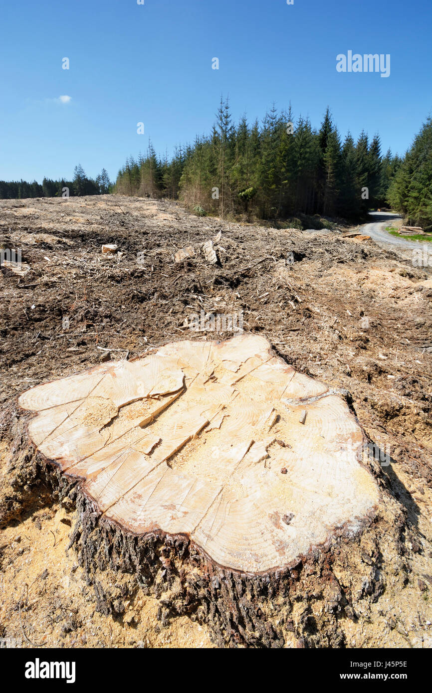 Deforestation showing an area of forest in North Wales that has been harvested and the majority of pine trees and their roots removed. Stock Photo