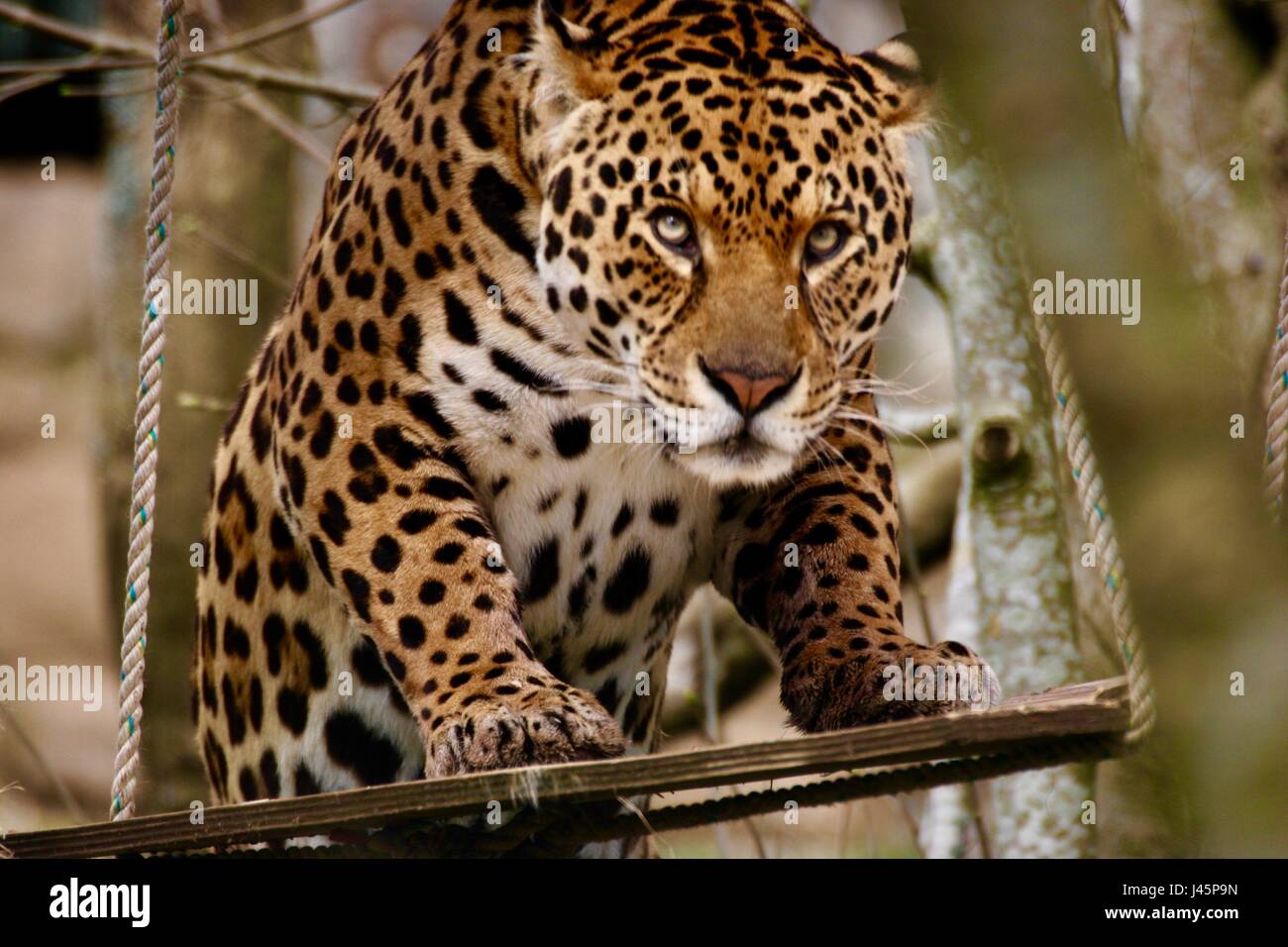 Dartmoor zoo hires stock photography and images Alamy