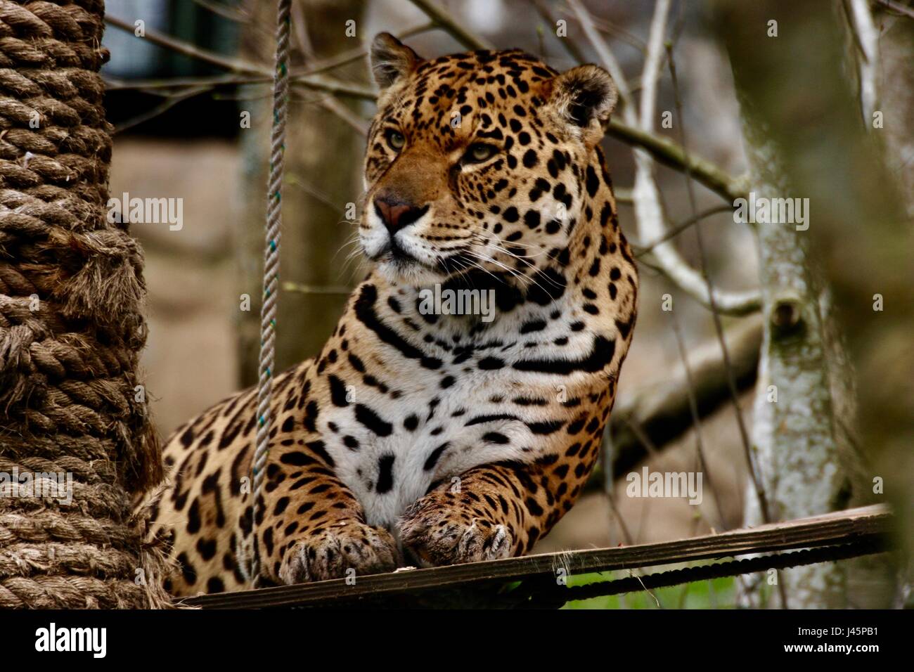 Dartmoor zoo hires stock photography and images Alamy