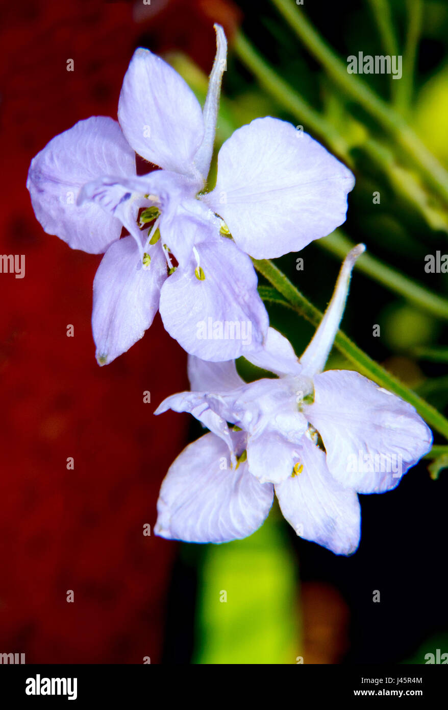 a image of a beautiful blooming purple flower garden Stock Photo - Alamy