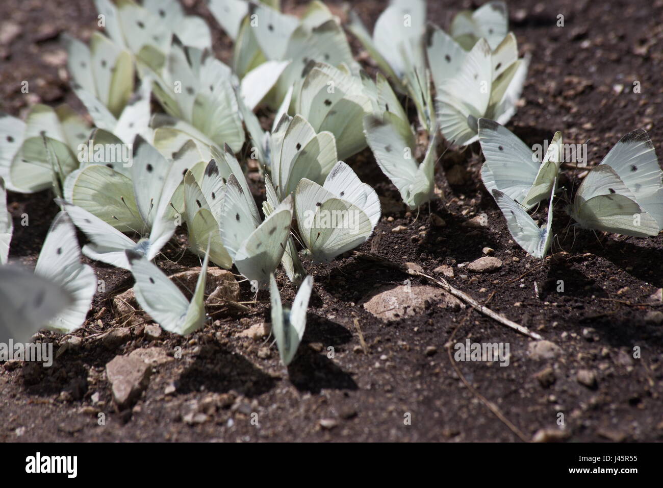 A close photo of a group of white butterflies Stock Photo - Alamy