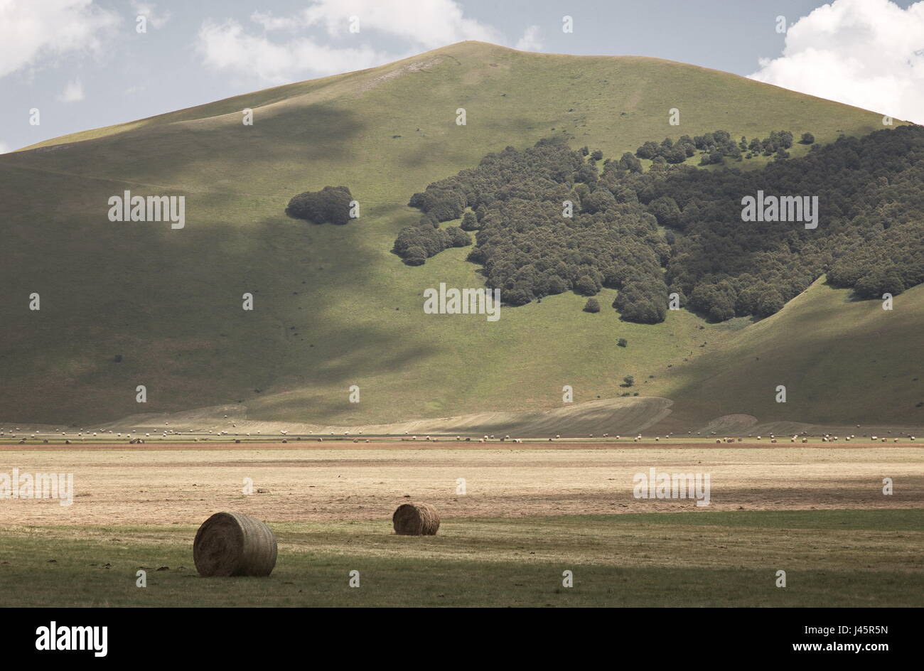 Some haybales in a field and a green hill with some trees in the background Stock Photo