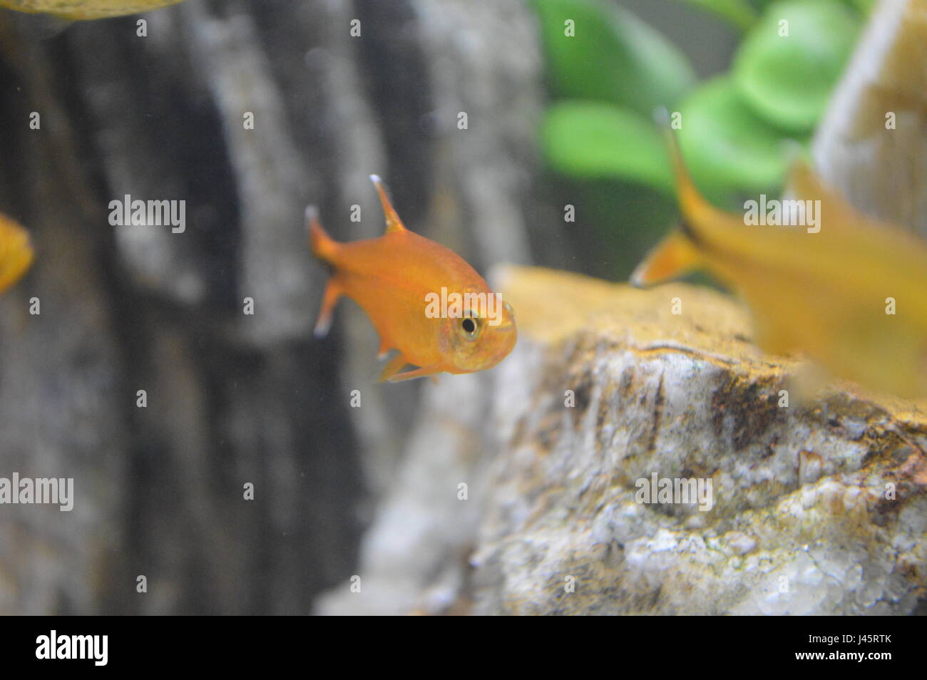 Silver Tip Tetra Stock Photo - Alamy