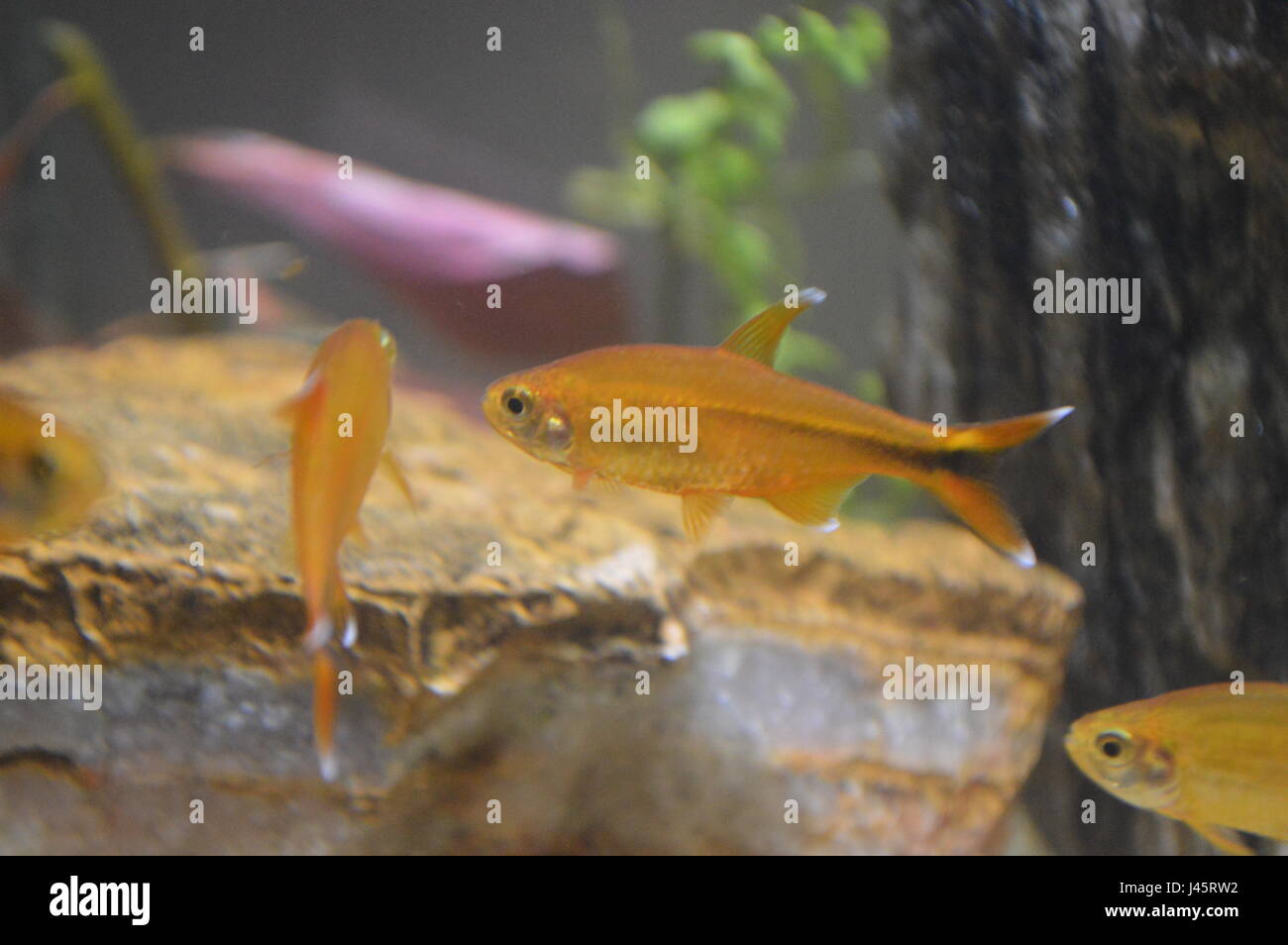 Silver tip tetra hi-res stock photography and images - Alamy
