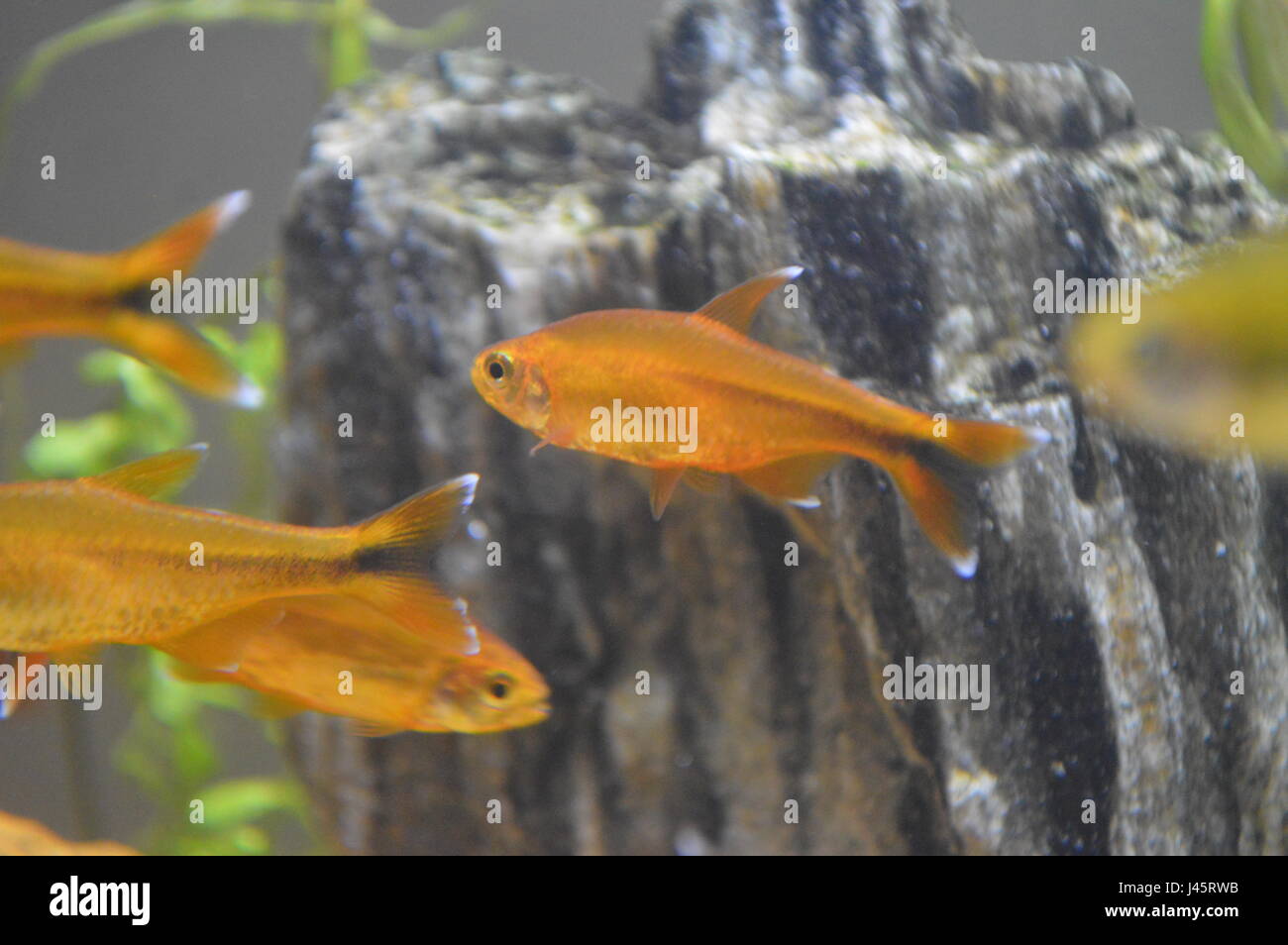 Silver tip tetra hi-res stock photography and images - Alamy
