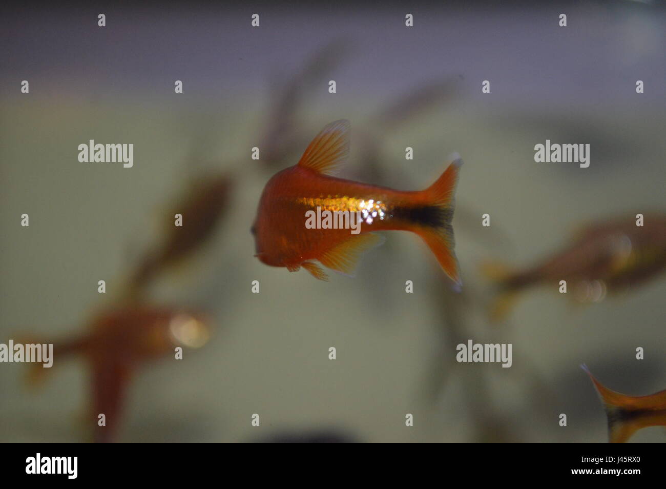 Silver Tip Tetra Stock Photo - Alamy