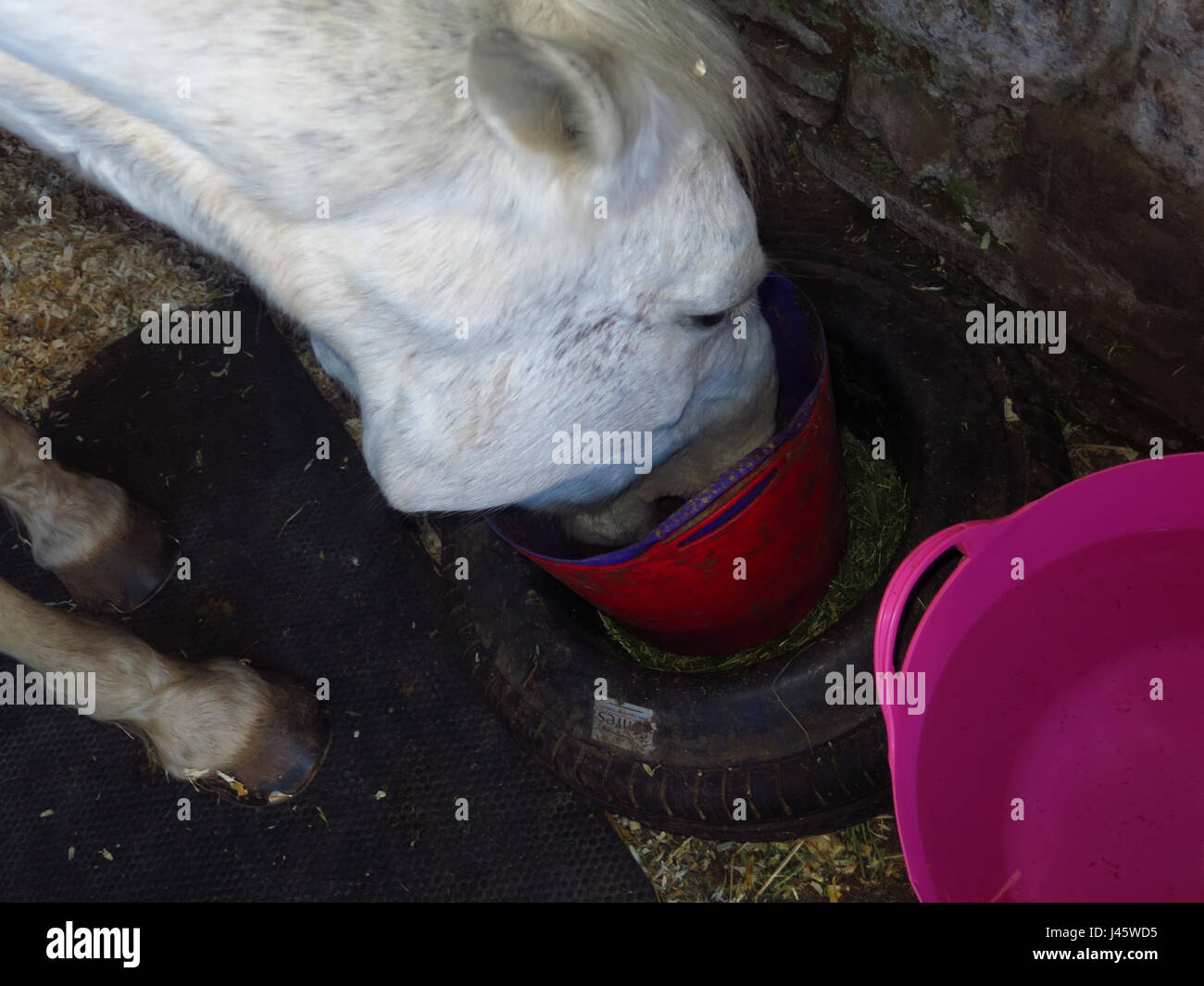 Horse eating bucket hires stock photography and images Alamy