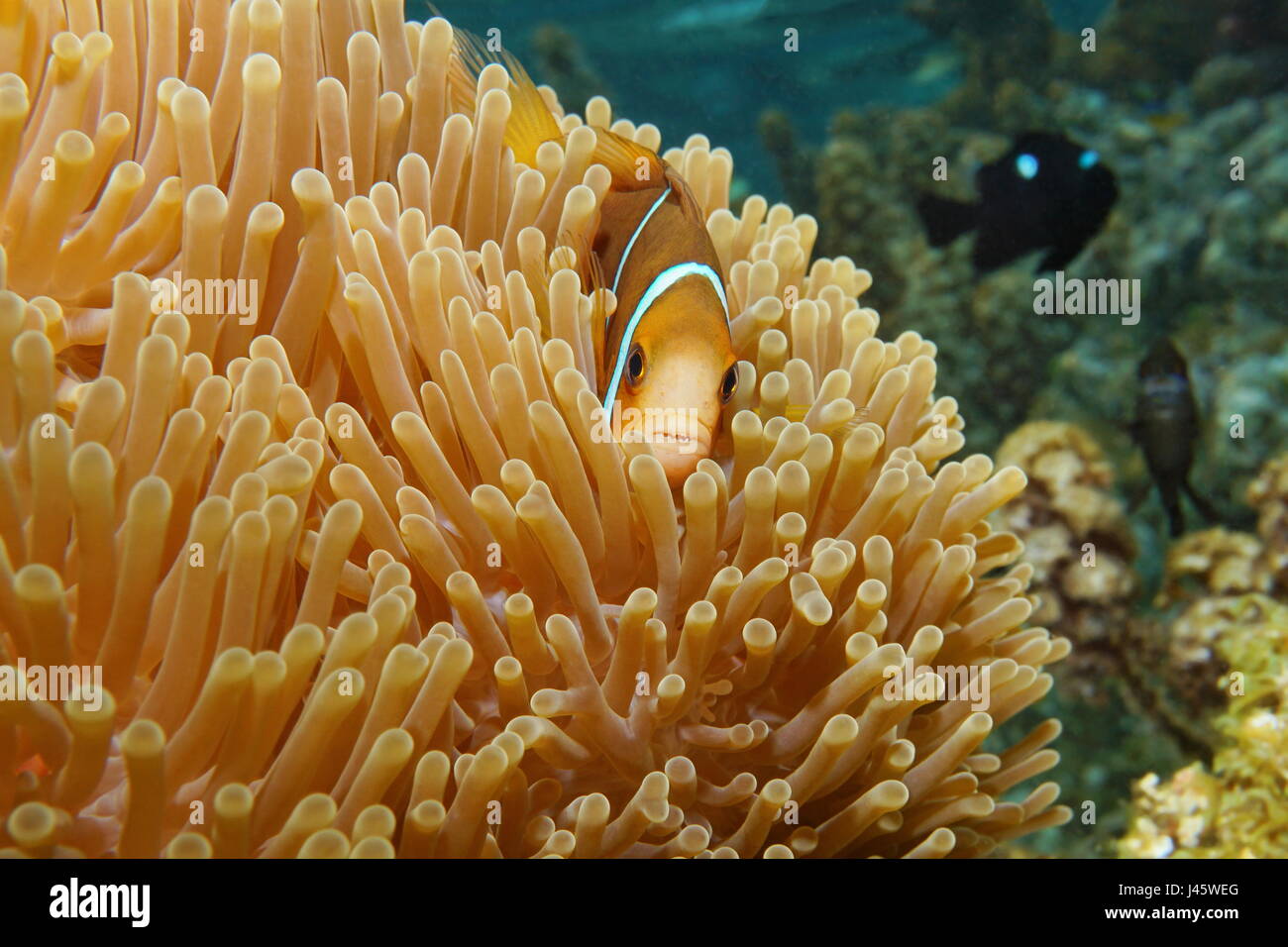 Tropical fish clownfish Amphiprion chrysopterus, orange-fin anemonefish, hidden in sea anemone tentacles, Pacific ocean, Bora Bora, French Polynesia Stock Photo