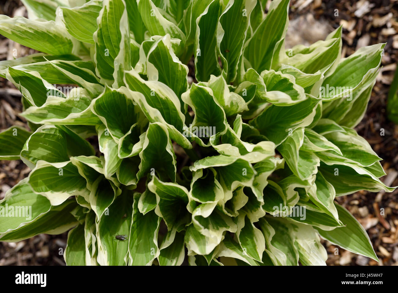 Green and white Hosta leaves emerging in a garden with wood chips in Spring after a rain Stock Photo