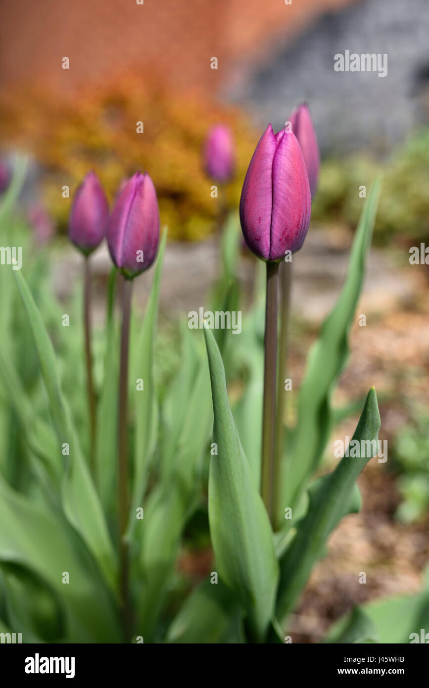 Fresh new Purple Tulip bulb flowers emerging in a Garden in Spring Stock Photo
