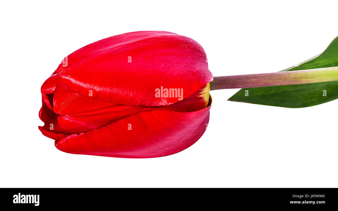 tulips isolated on white background Stock Photo - Alamy