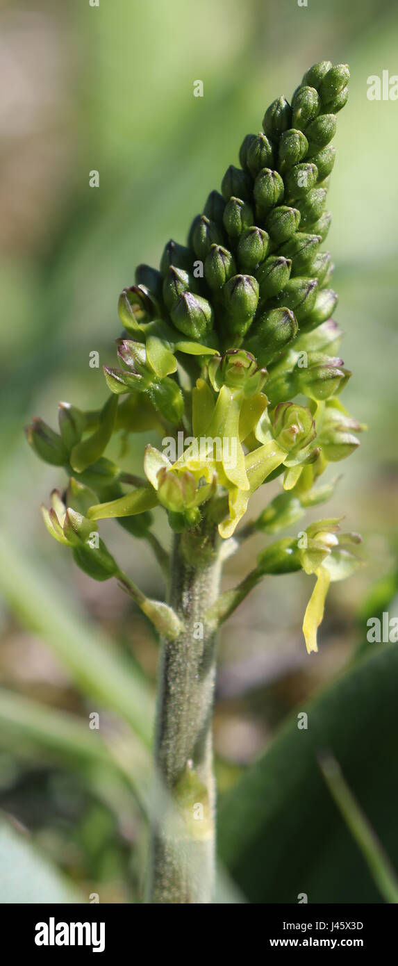 Neottia ovata - Common Twayblade Orchid just opening Stock Photo
