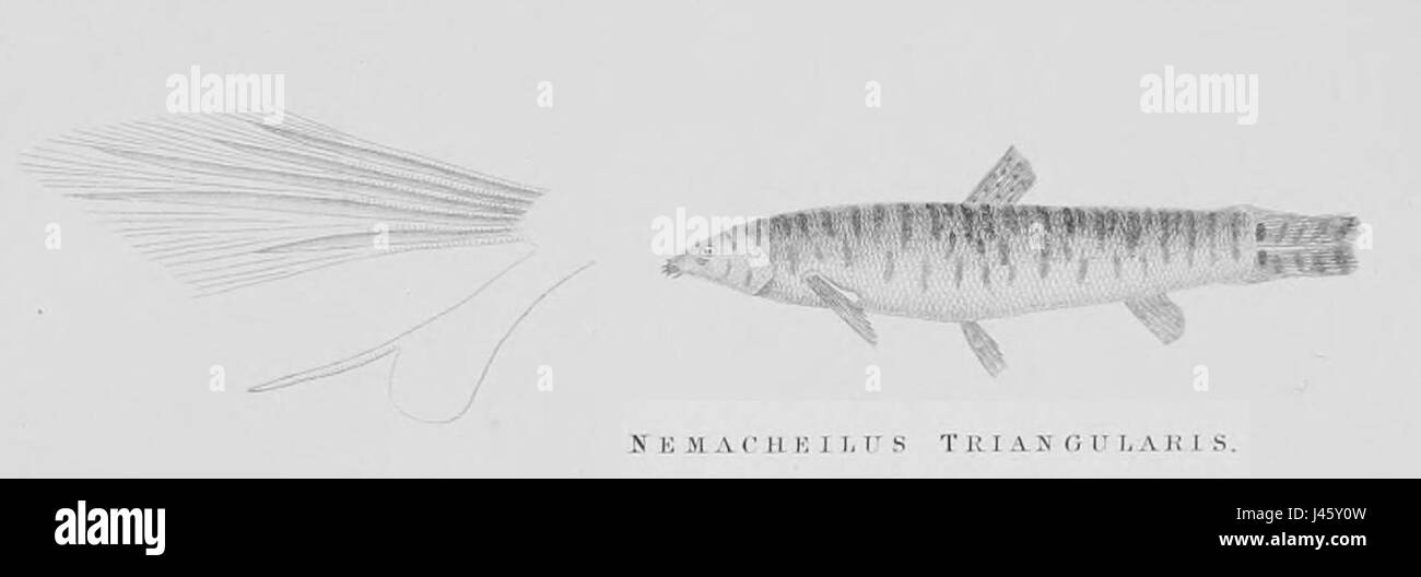 Large Triangular Fish Fish in its ecosystem Black and White Stock Photos & Images - Alamy