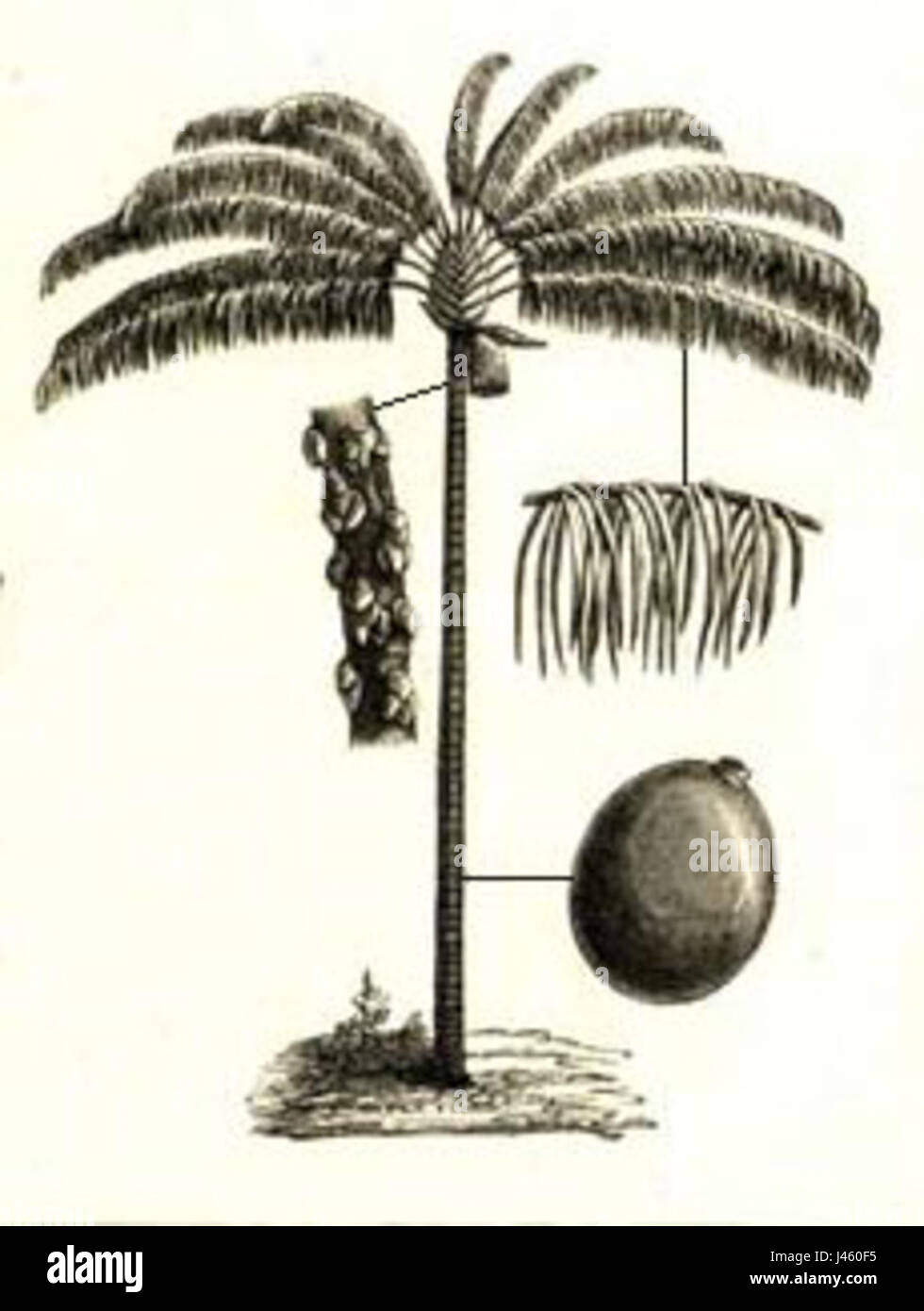 Oenocarpus distichus Stock Photo